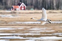 Cygne chanteur 7254